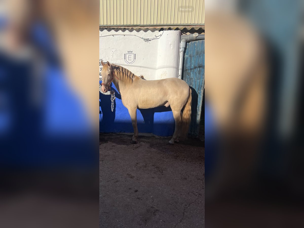 PRE Gelding 8 years 15,2 hh Cremello in Pilas