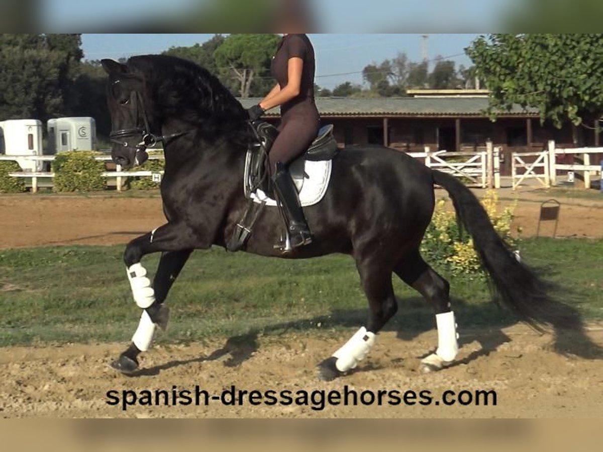 PRE Gelding 8 years 15,3 hh Black in Barcelona