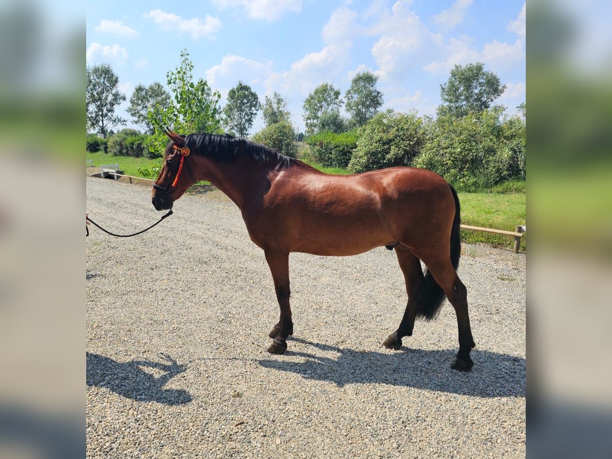 PRE Gelding 8 years 15,3 hh in Quargnento