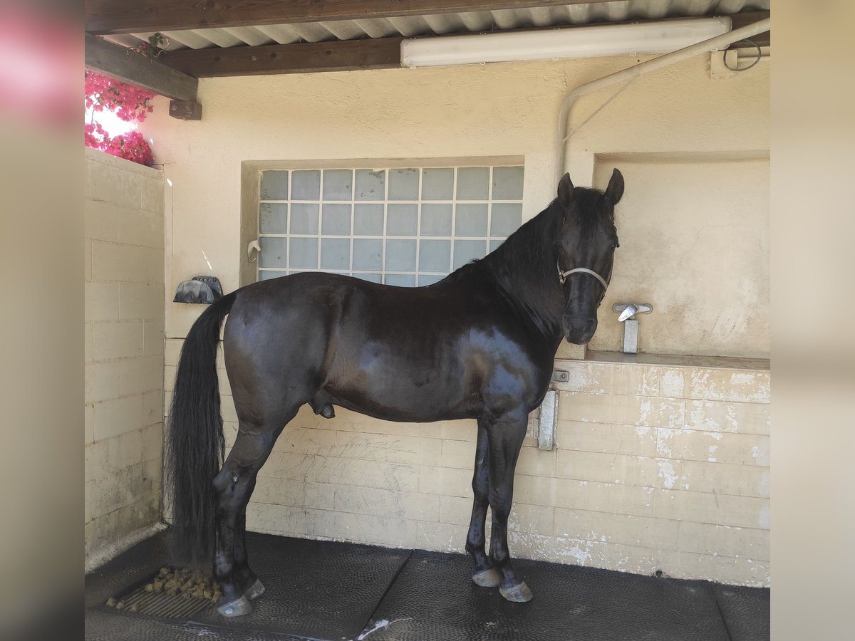 PRE Mix Gelding 8 years 15,2 hh Black in Orrius