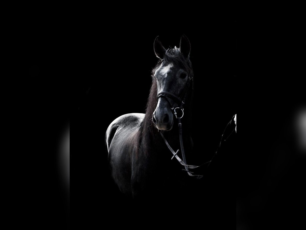 PRE Mix Gelding 8 years 15,2 hh Grey-Dark-Tan in Ofterdingen PRE Mix Gelding 8 years 15,2 hh Grey-Dark-Tan in Ofterdingen