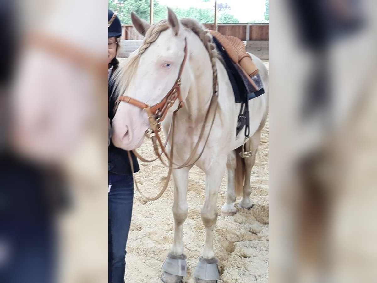 PRE Gelding 8 years 15,2 hh Perlino in Einbeck