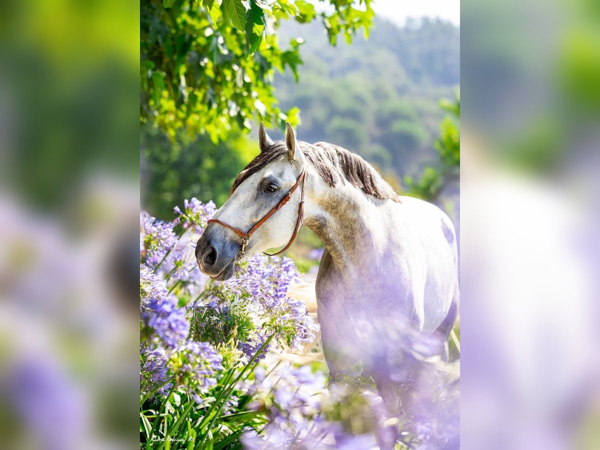 PRE Mix Gelding 8 years 16,1 hh Gray in Sm