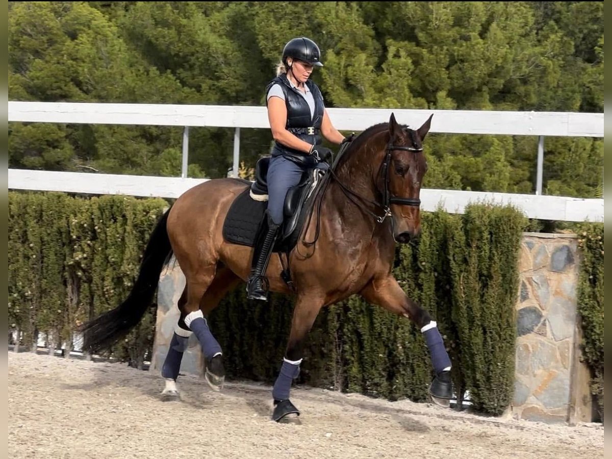 PRE Gelding 8 years 16,2 hh Brown in la nucia