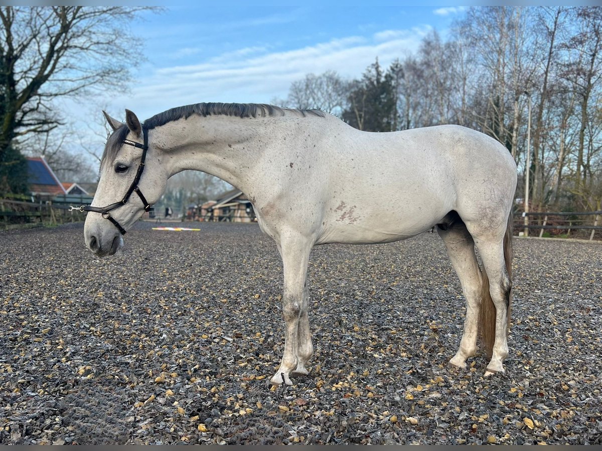 PRE Mix Gelding 8 years 16,2 hh Gray in Hengelo