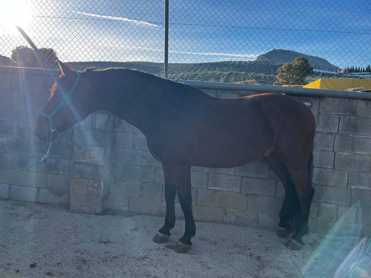 PRE Gelding 8 years 16 hh Brown in Martos