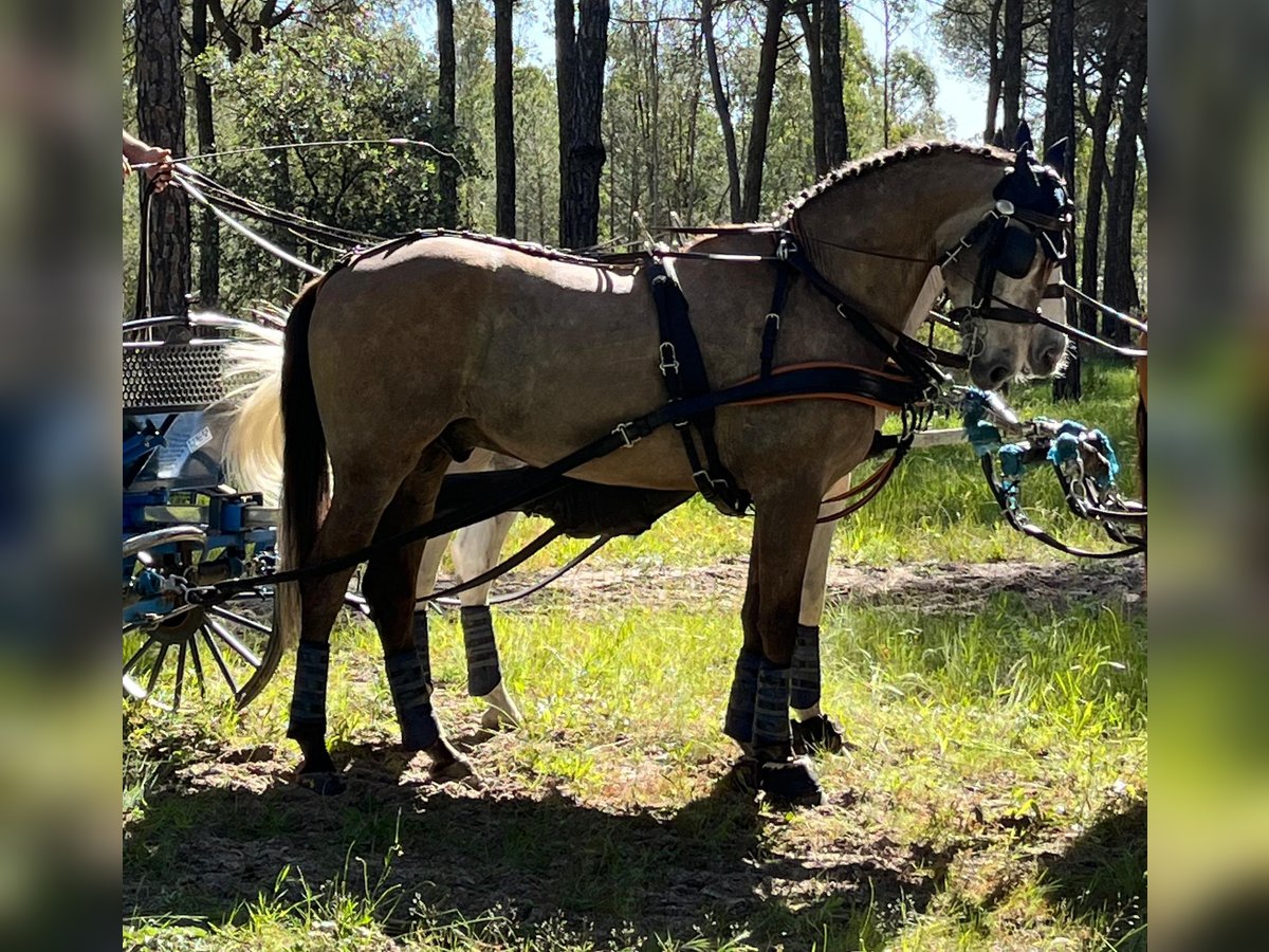 PRE Mix Gelding 8 years 16,2 hh Brown-Light in Pontevedra