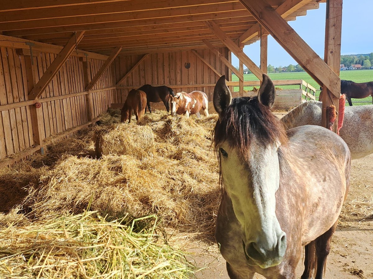 PRE Mix Gelding 8 years 16,2 hh Grey-Dapple in Eisenstadt