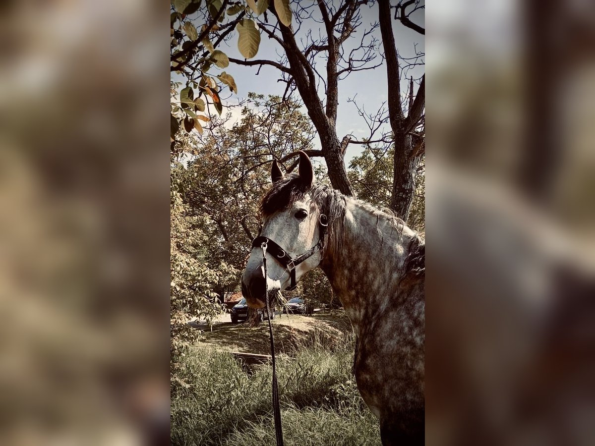 PRE Gelding 8 years 16,3 hh Gray in M&#xFC;llendorf