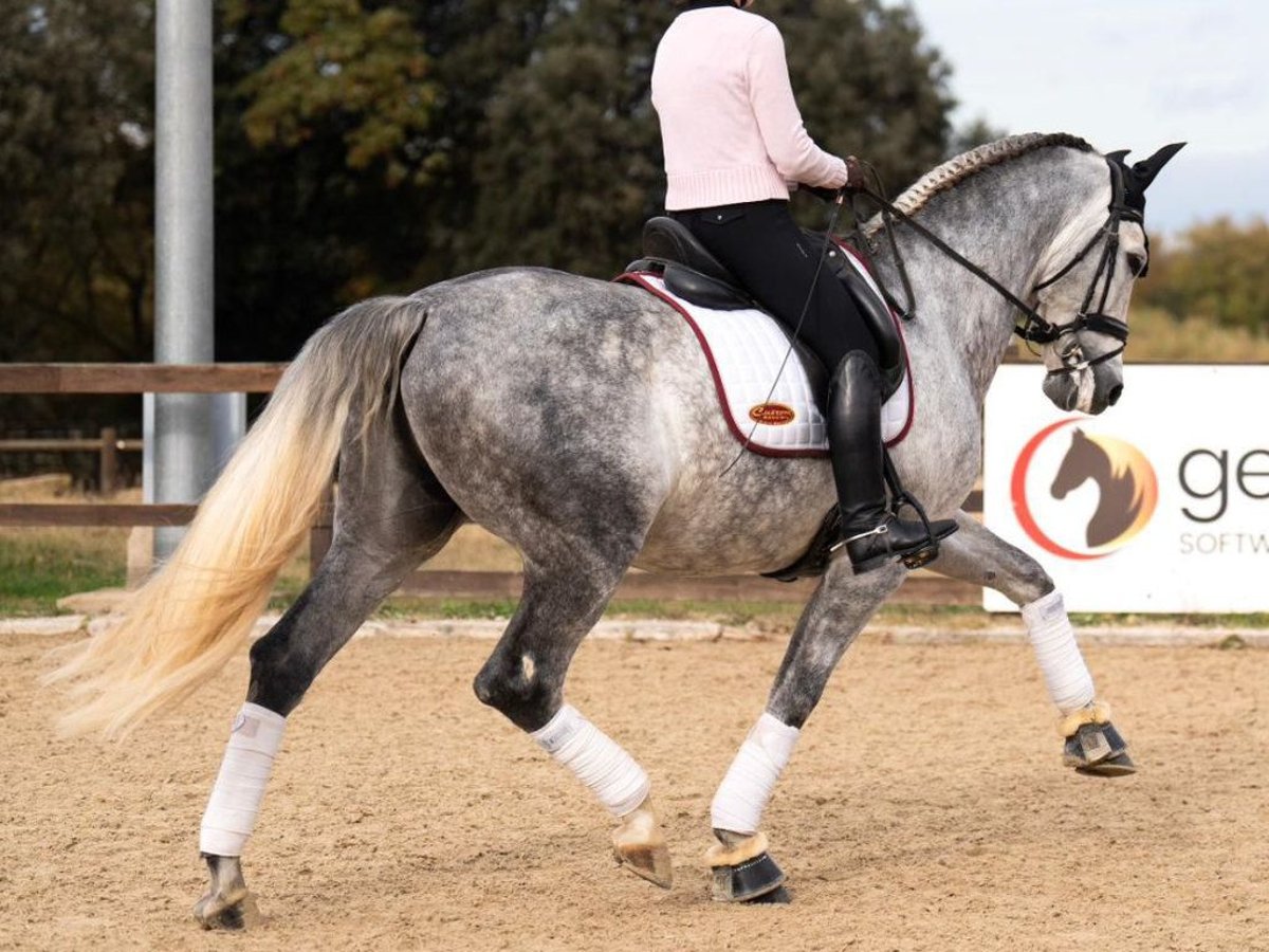 PRE Mix Gelding 8 years 16,3 hh Grey in Navas Del Madro&#xF1;o