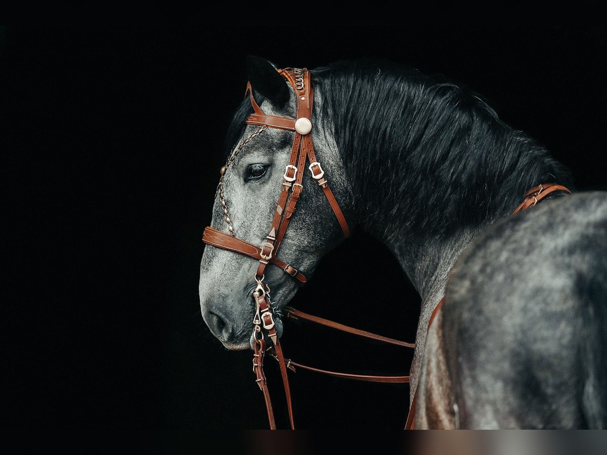 PRE Mix Gelding 8 years 17,1 hh Can be white in Wermelskirchen