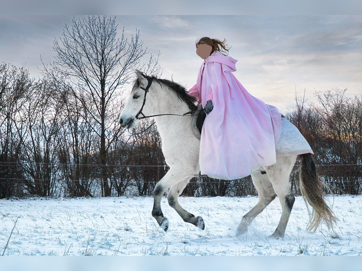 PRE Mix Gelding 9 years 15,1 hh Gray-Fleabitten in Wilsdruff