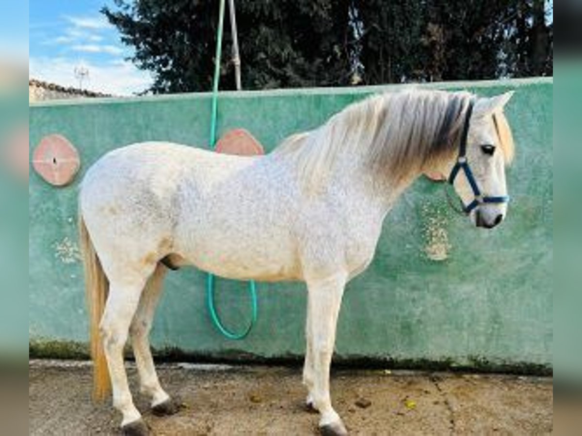 PRE Mix Gelding 9 years 15,2 hh Gray in Alicante