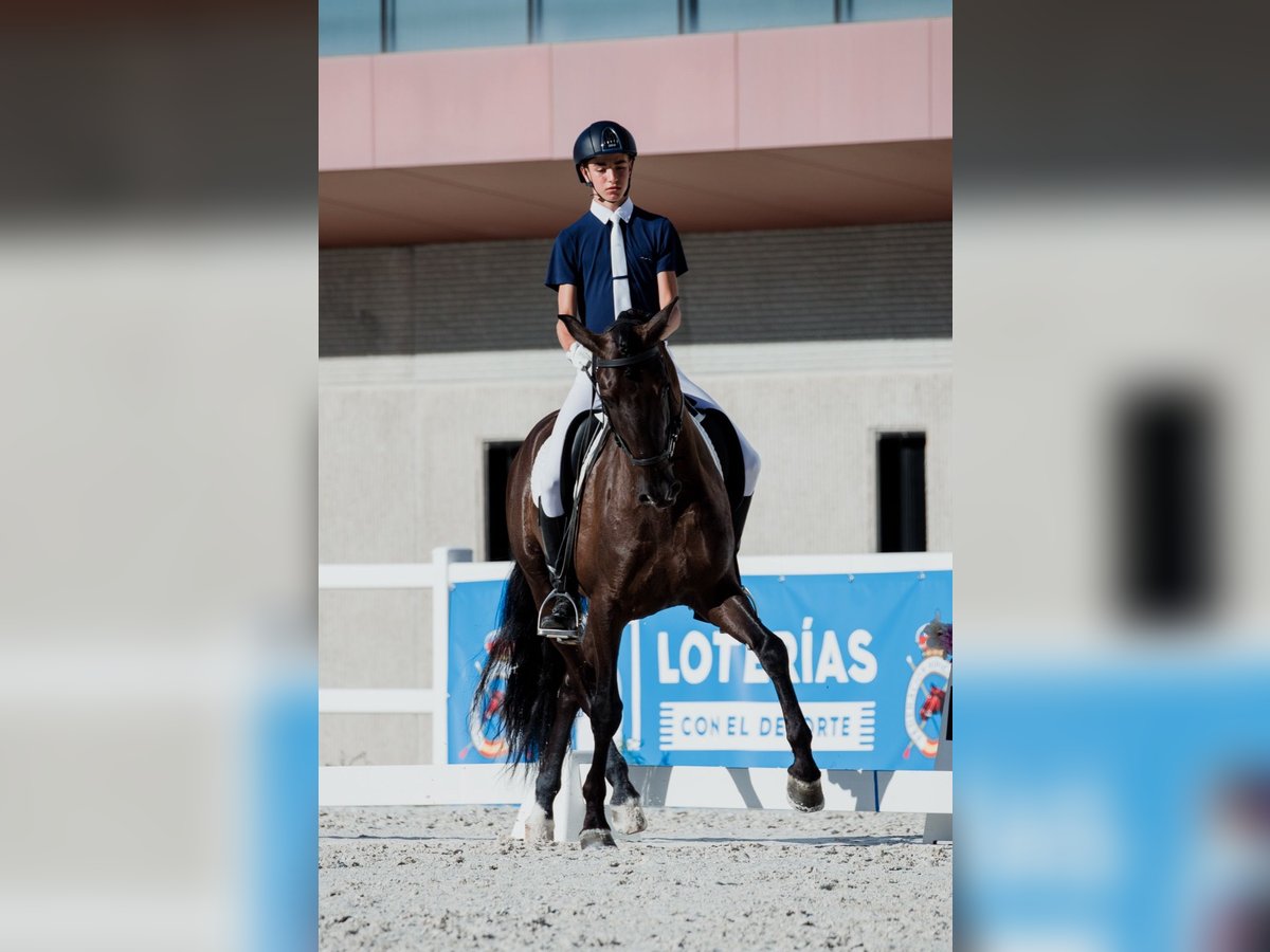 PRE Gelding 9 years 15,3 hh Black in Serrada Valladolid