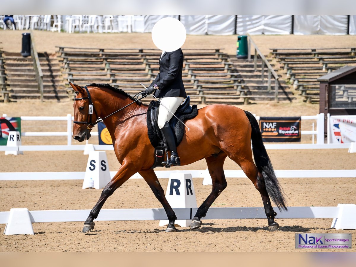 PRE Gelding 9 years 15,3 hh in Orbassano