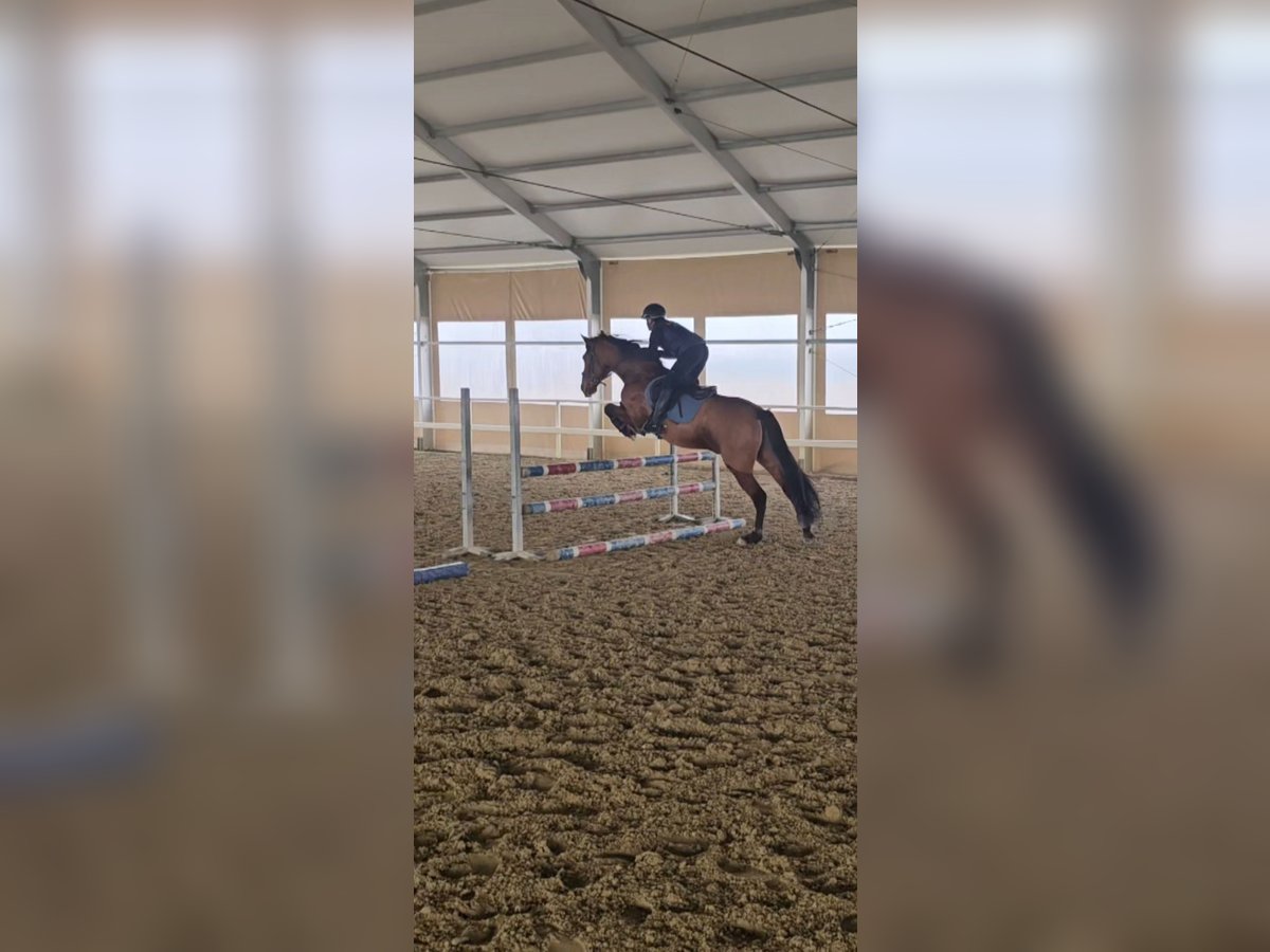 PRE Gelding 9 years 15,3 hh in Orbassano