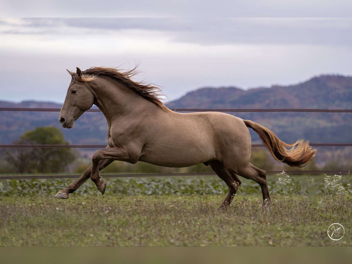 PRE Mix Gelding 9 years 15,2 hh Pearl in Balingen