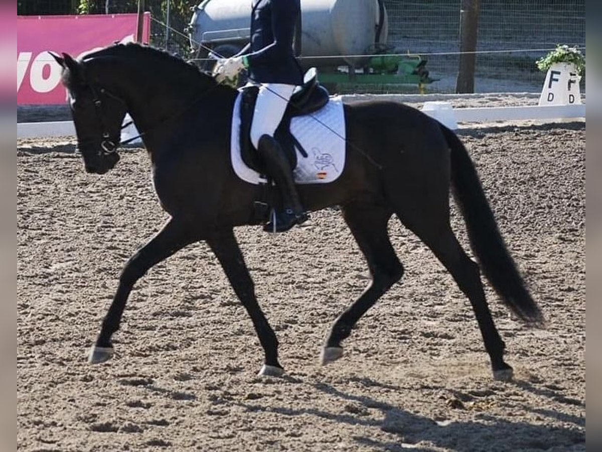 PRE Mix Gelding 9 years 16,1 hh Black in Grebenhain