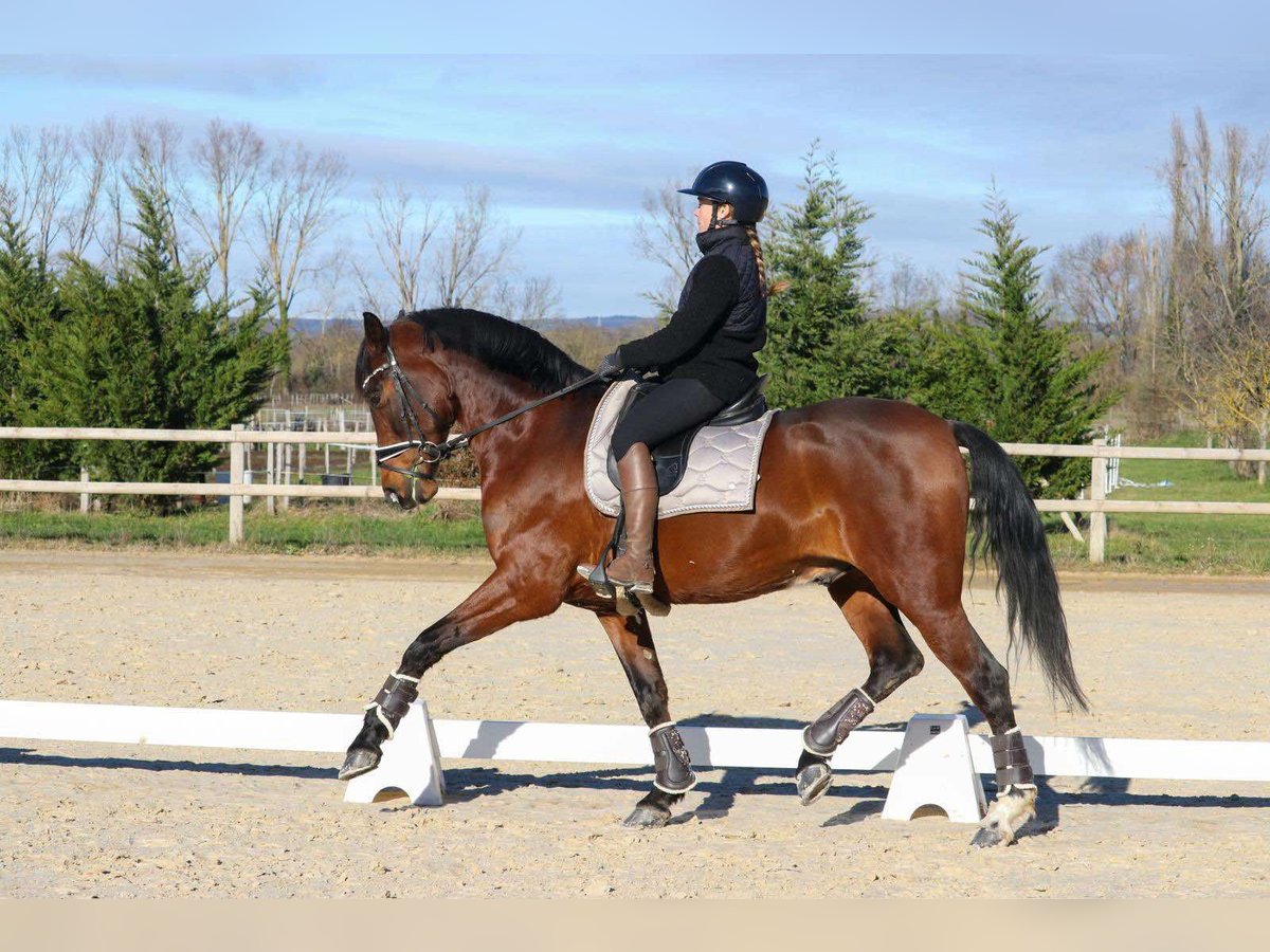 PRE Mix Gelding 9 years 16 hh Brown in sardieu