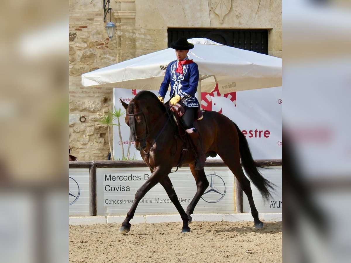 PRE Mix Gelding 9 years 16 hh Brown in Murcia