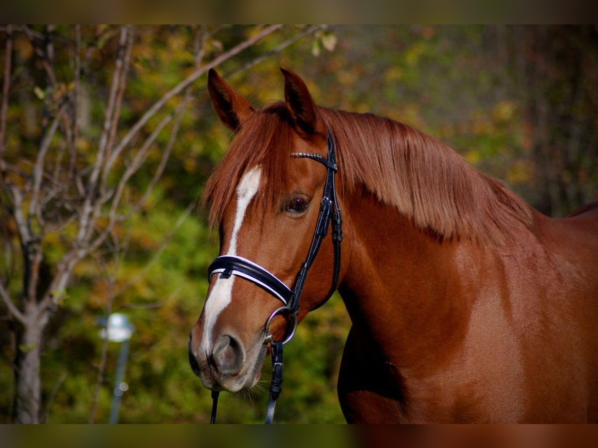PRE Mix Gelding 9 years 16 hh Chestnut-Red in Fernitz