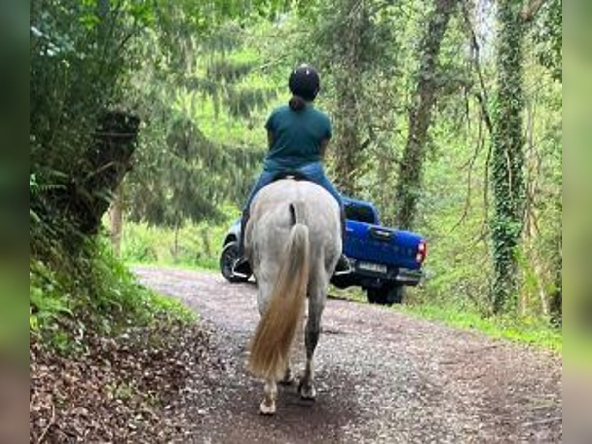 PRE Mix Gelding 9 years 16 hh Gray in Gijon