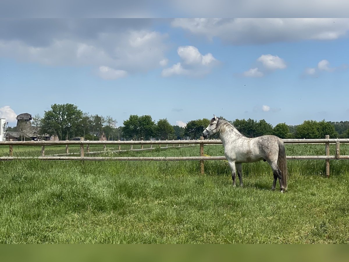 PRE Mix Gelding 9 years 16 hh Gray in Goch