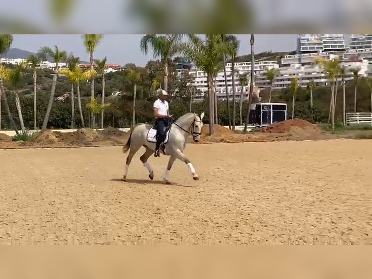 PRE Mix Gelding 9 years 16 hh Gray in Marbella