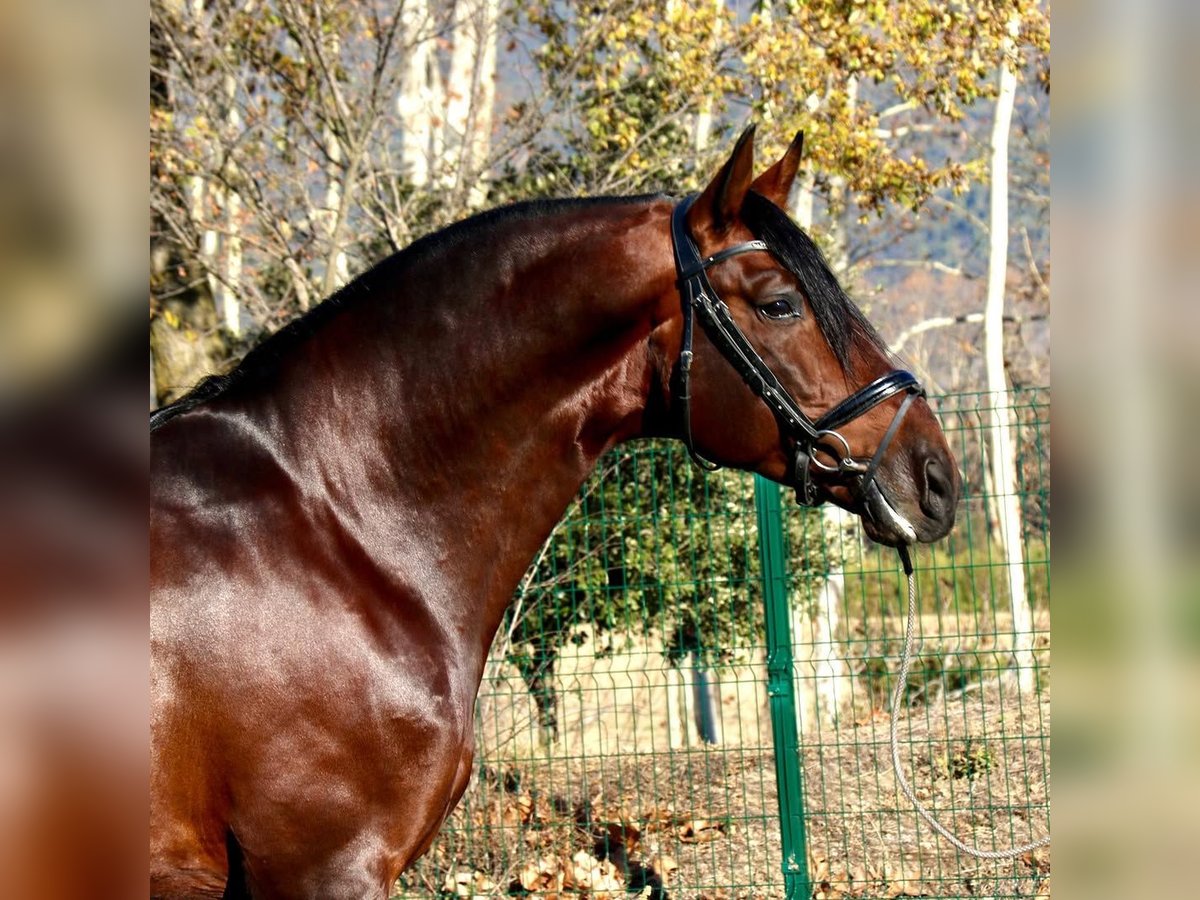 PRE Gelding 9 years 16,1 hh Brown in Valldoriolf (Vilanova Del Valles)