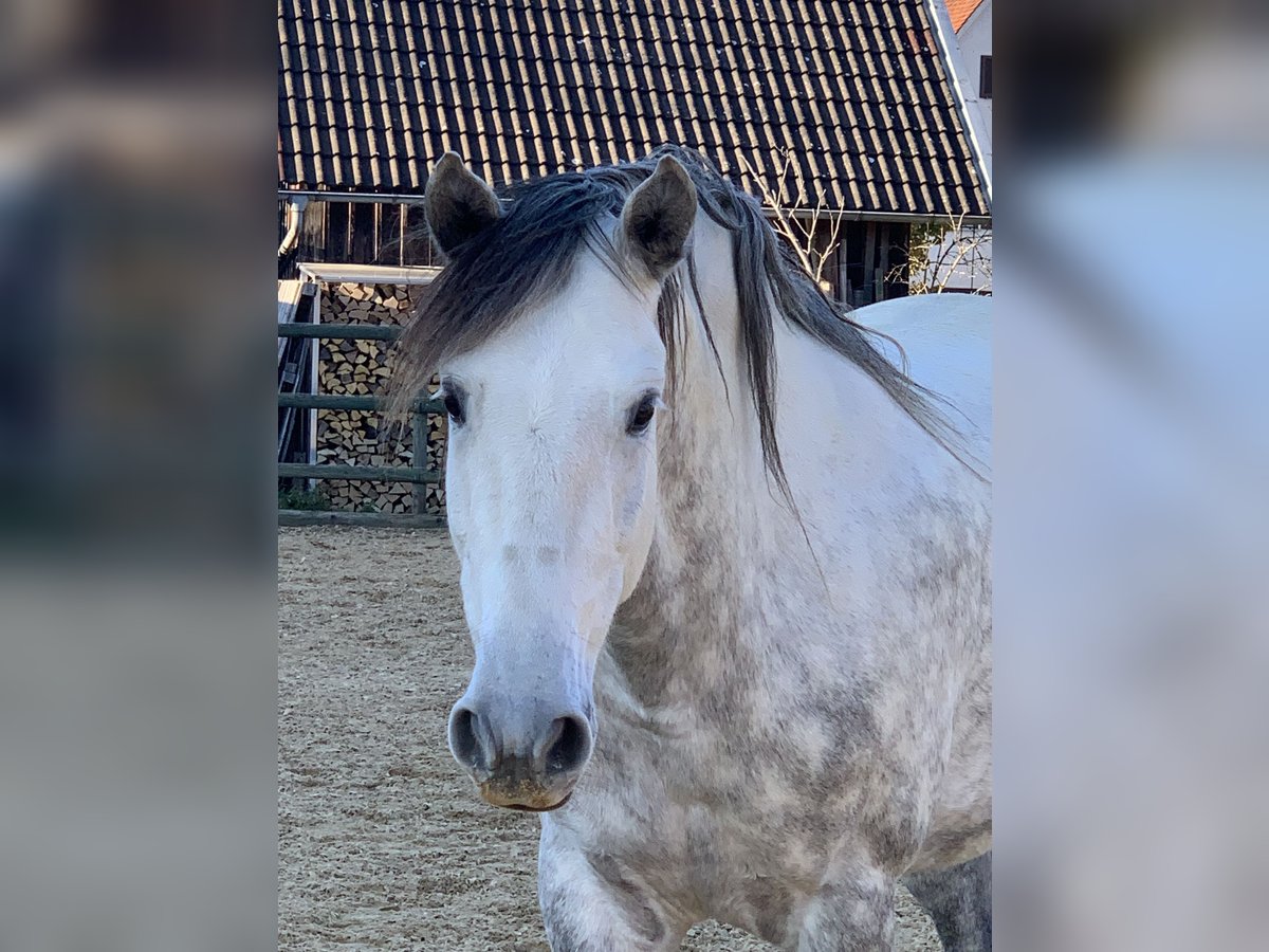 PRE Mix Gelding 9 years 16,1 hh Grey in Altenm&#xFC;nster