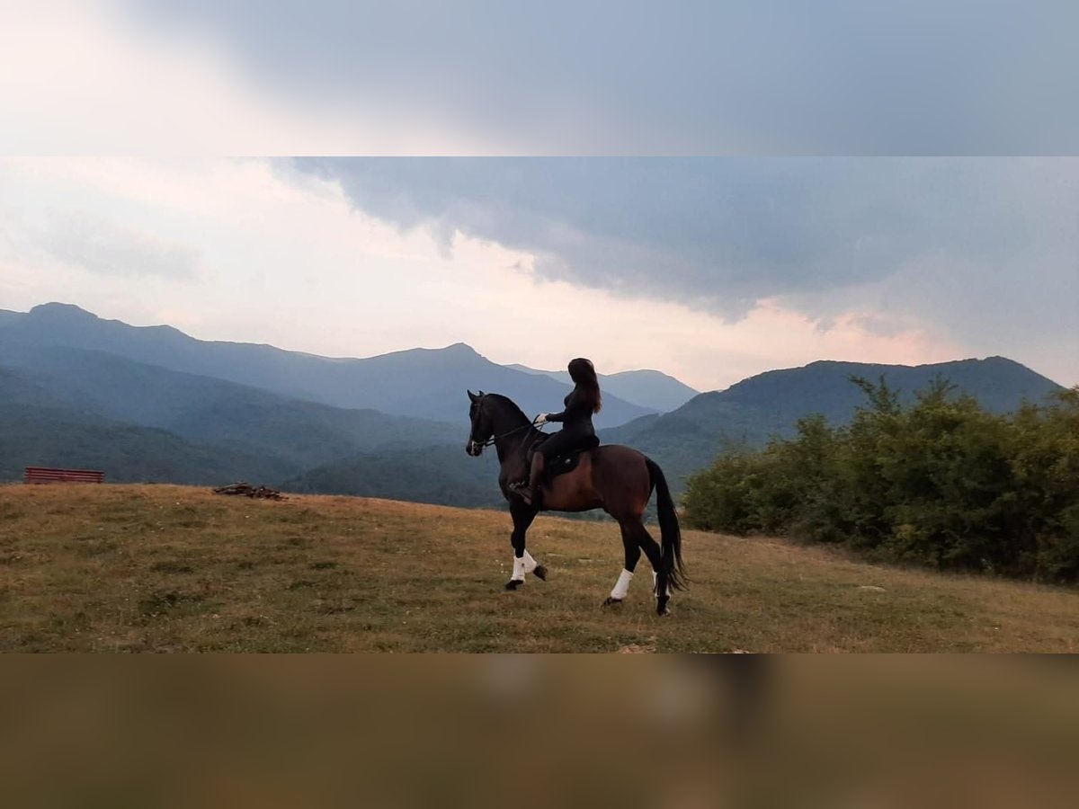 PRE Mix Gelding 9 years 16,2 hh Black in Априлци / Aprilci