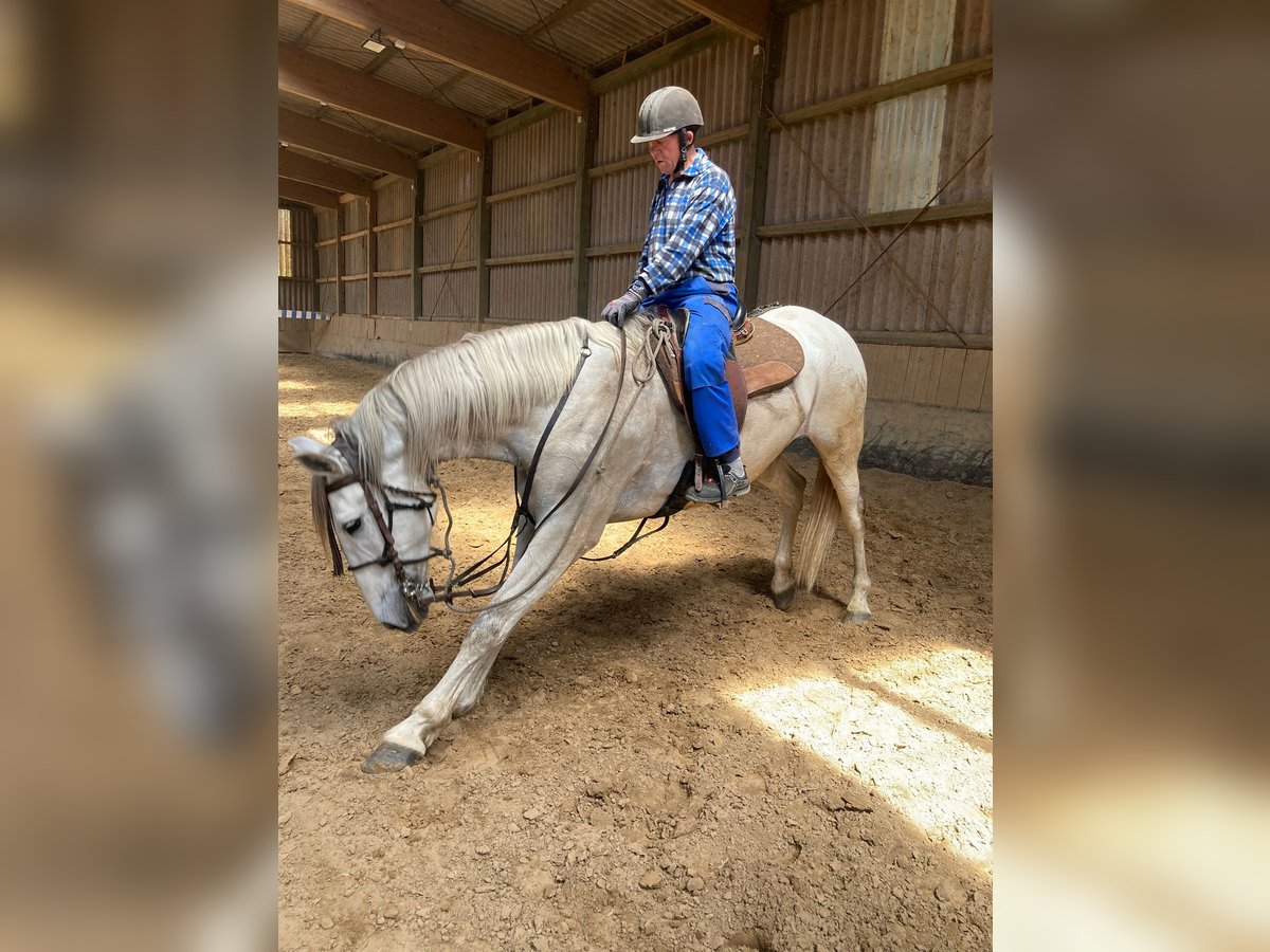 PRE Mix Gelding 9 years 16,3 hh Grey in Borken