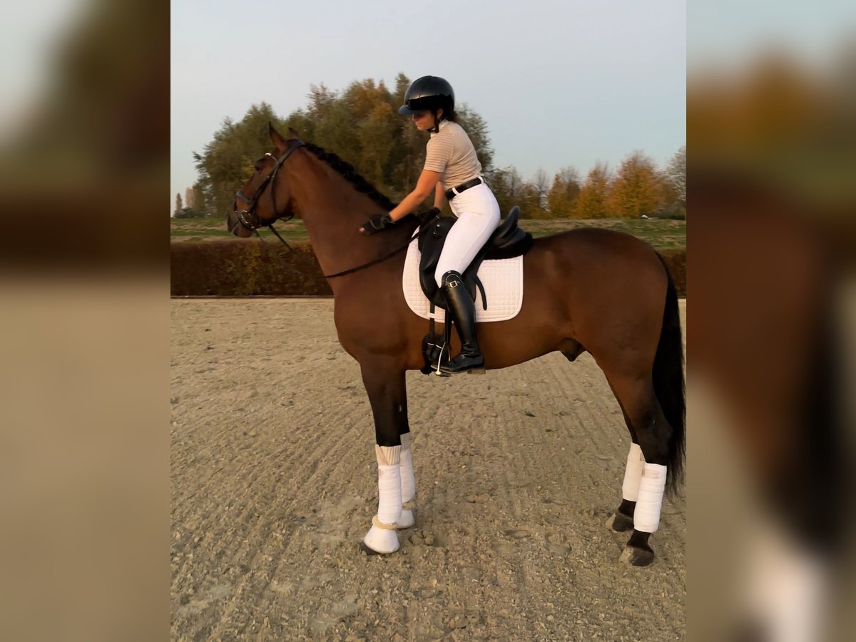 PRE Gelding 9 years 17 hh Brown in Werder (Havel)