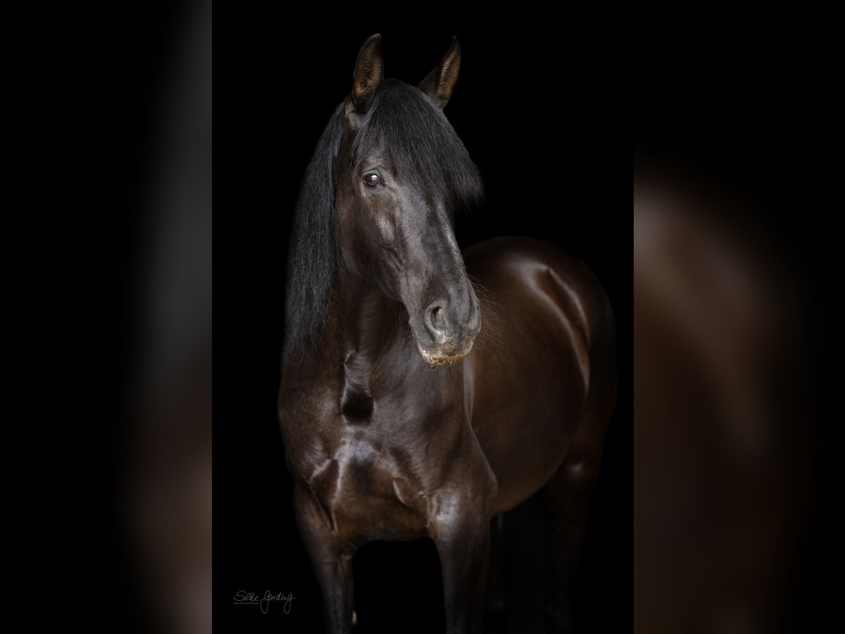 PRE Mix Giumenta 10 Anni 155 cm Morello in Niederirsen