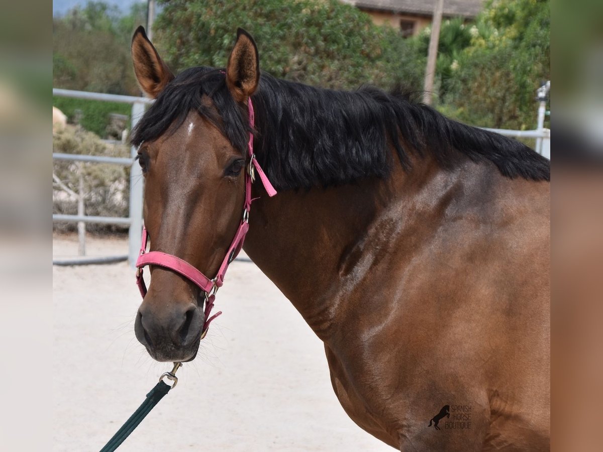 PRE Giumenta 10 Anni 160 cm Baio in Mallorca