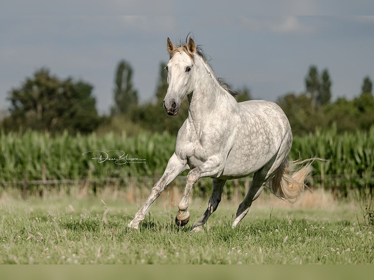 PRE Giumenta 10 Anni 160 cm Grigio pezzato in Jülich