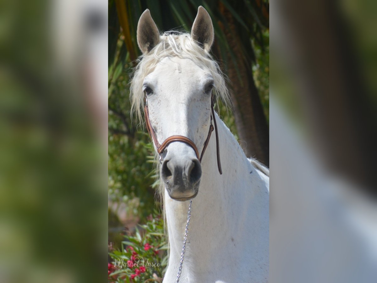 PRE Giumenta 10 Anni 160 cm Grigio trotinato in Arcos de la Frontera