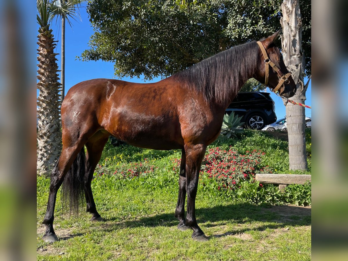 PRE Mix Giumenta 10 Anni 164 cm Baio in Malaga