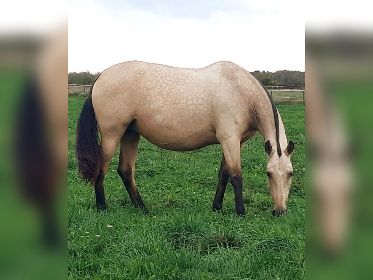 PRE Giumenta 10 Anni 164 cm Falbo in Cossaye