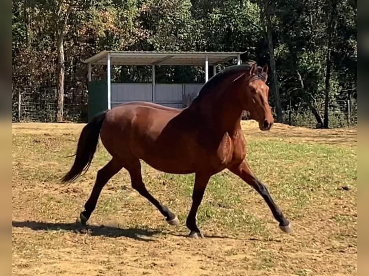 PRE Giumenta 10 Anni 170 cm Baio in Bas en Basset