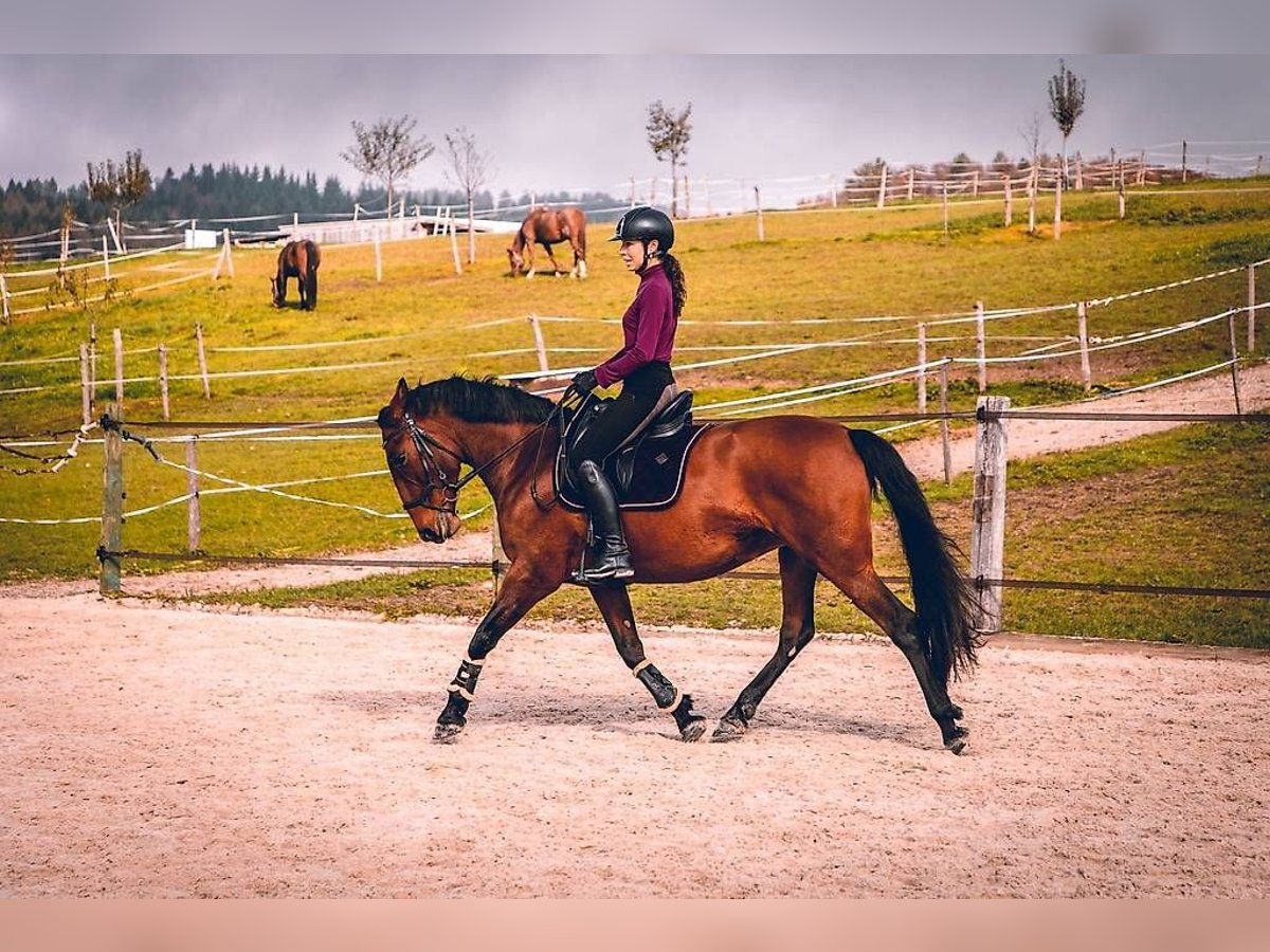 PRE Mix Giumenta 11 Anni 160 cm Baio ciliegia in Lausanne