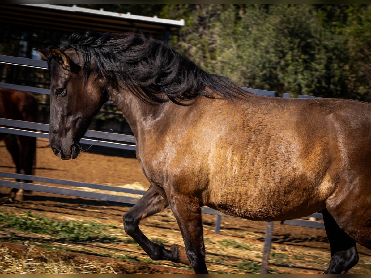 PRE Mix Giumenta 11 Anni 162 cm Morello in Valencia