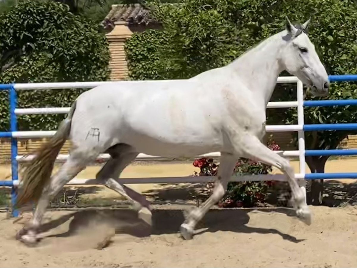 PRE Giumenta 11 Anni 171 cm Grigio in Fuentes De Andalucia