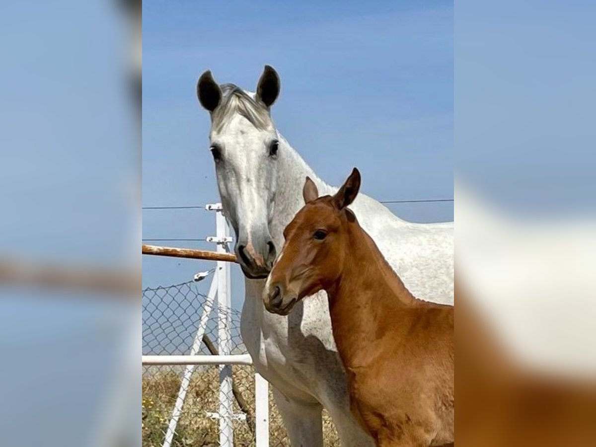 PRE Giumenta 12 Anni 170 cm Grigio trotinato in Navalvillar De Pela