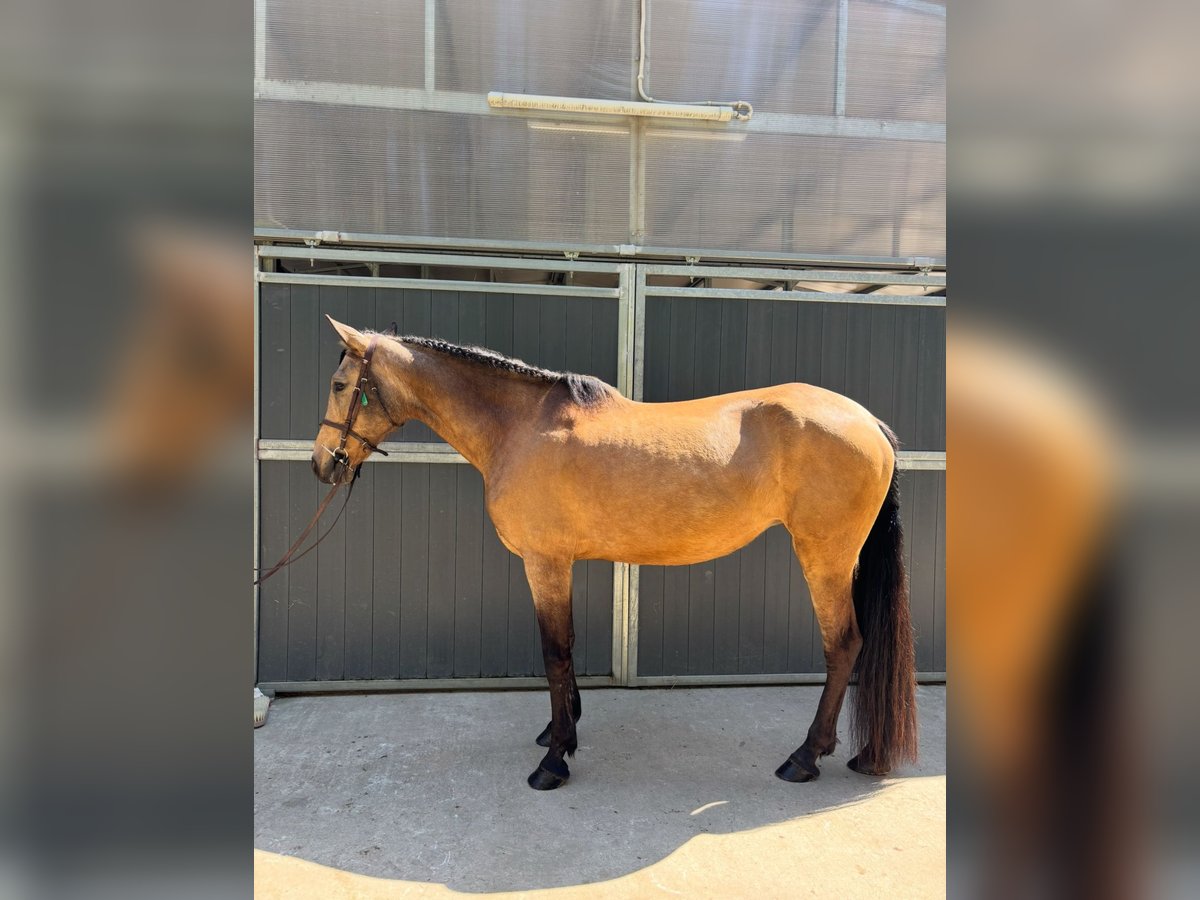 PRE Mix Giumenta 13 Anni 165 cm Falbo in Santa Susanna