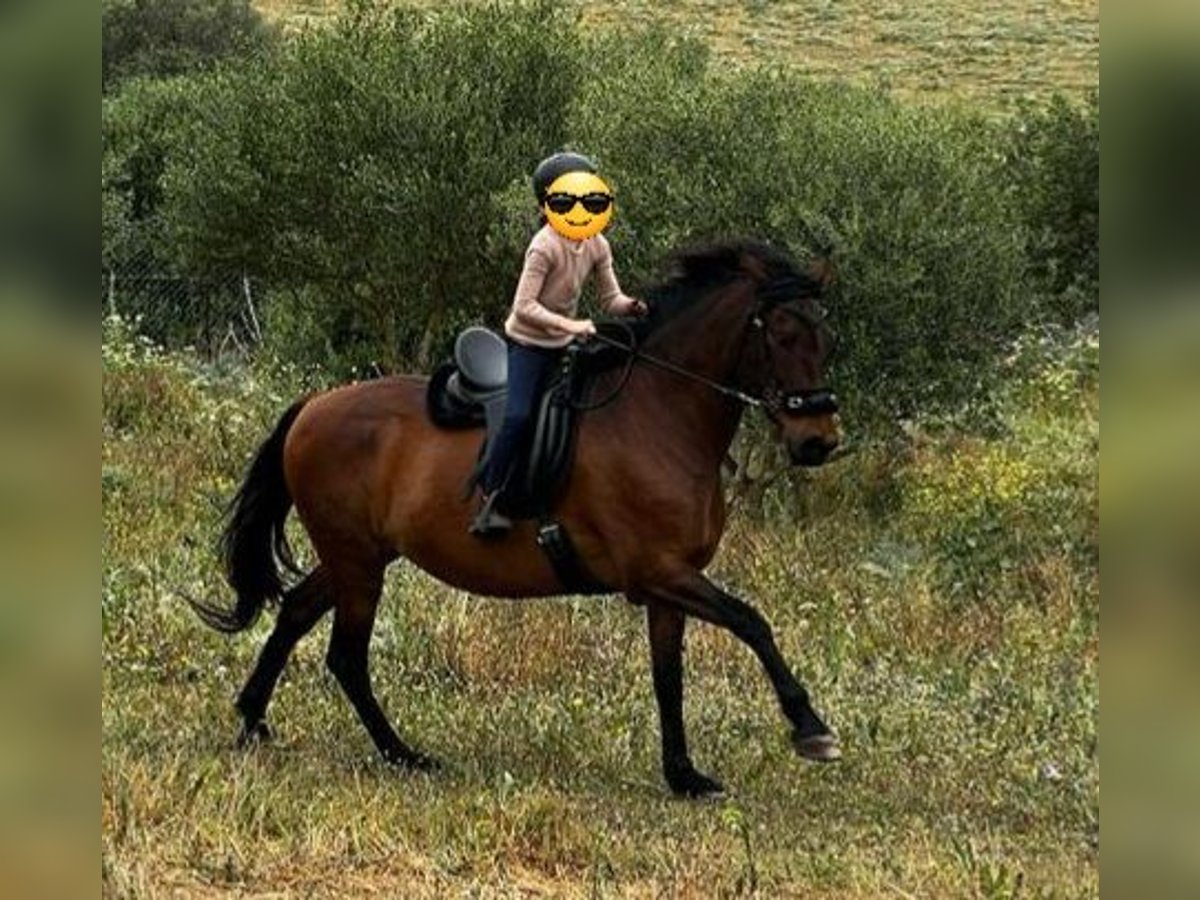 PRE Mix Giumenta 14 Anni 157 cm Baio in Vejer de la Frontera