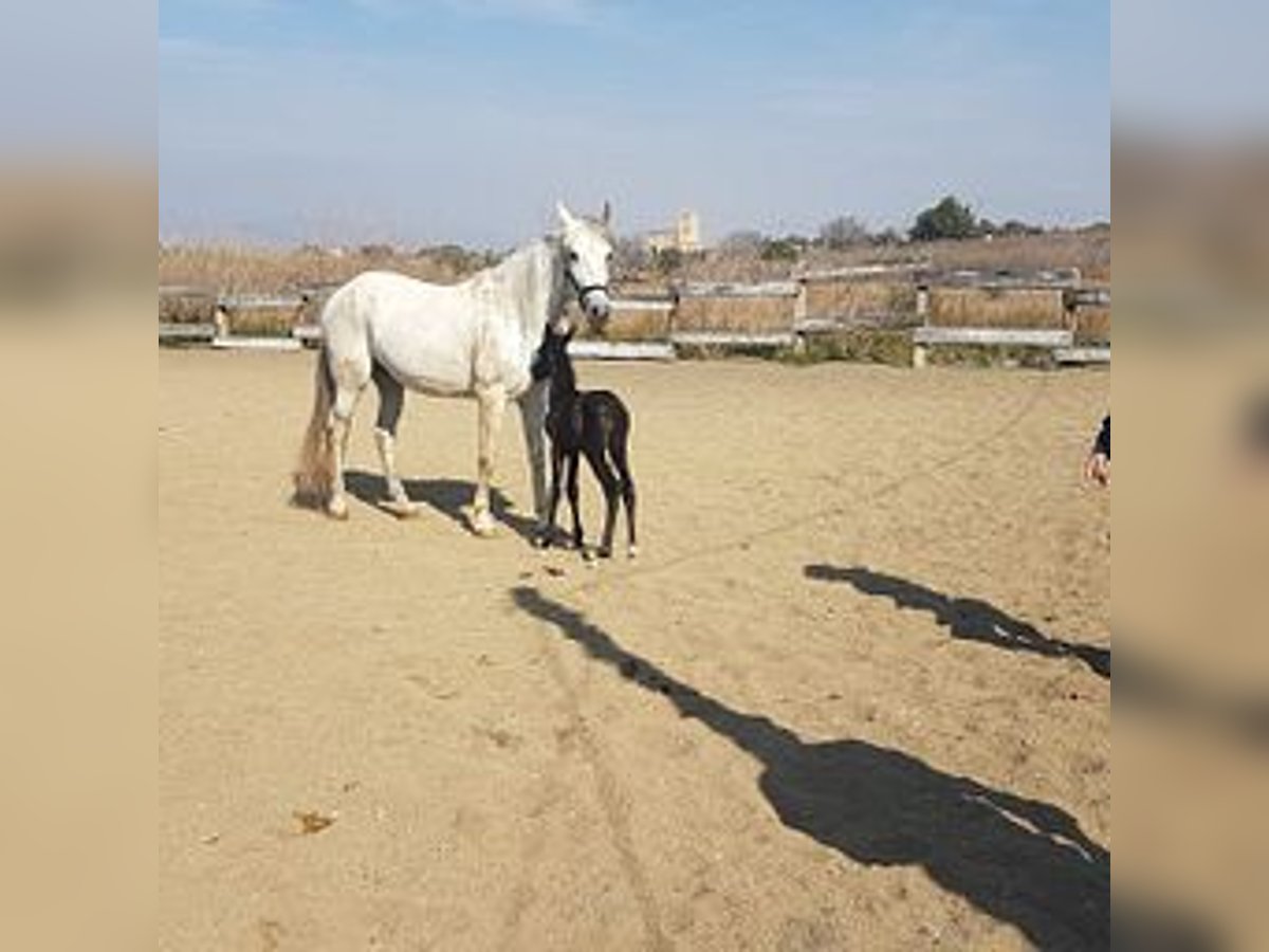 PRE Mix Giumenta 18 Anni 175 cm Grigio in Cambrils