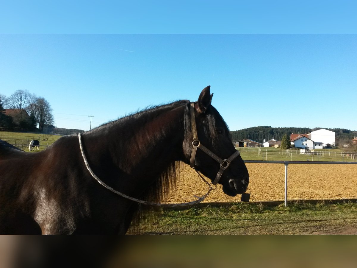 PRE Giumenta 19 Anni 161 cm in Westendorf