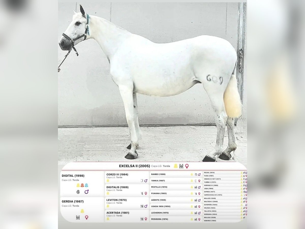 PRE Giumenta 19 Anni 165 cm Grigio in Jerez De La Frontera