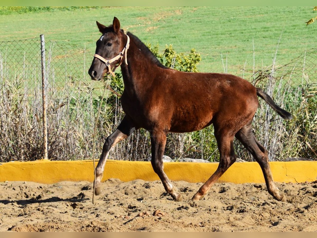 PRE Giumenta 1 Anno 145 cm Sauro scuro in Provinz Malaga